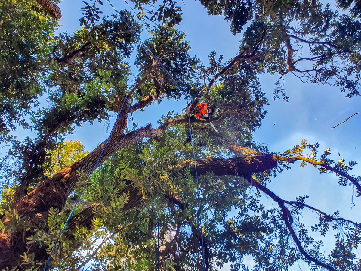 Gallery | Tree care | Rangiora | North Canterbury | JG Trees Ltd